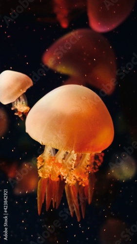 jellyfish in the water