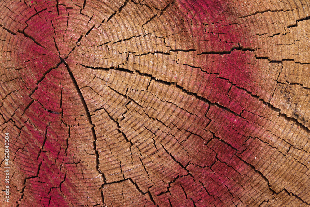 Baumscheibe mit Jahresringen und roter Farbe Baumscheibe mit Jahresringen und roter Farbe