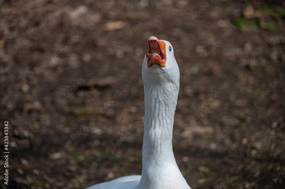 Fototapeta premium Angry, hissing white Embden Goose