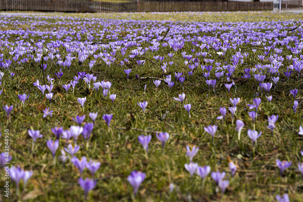 Krokus Krokuswiese Krokus Krokuswiese
