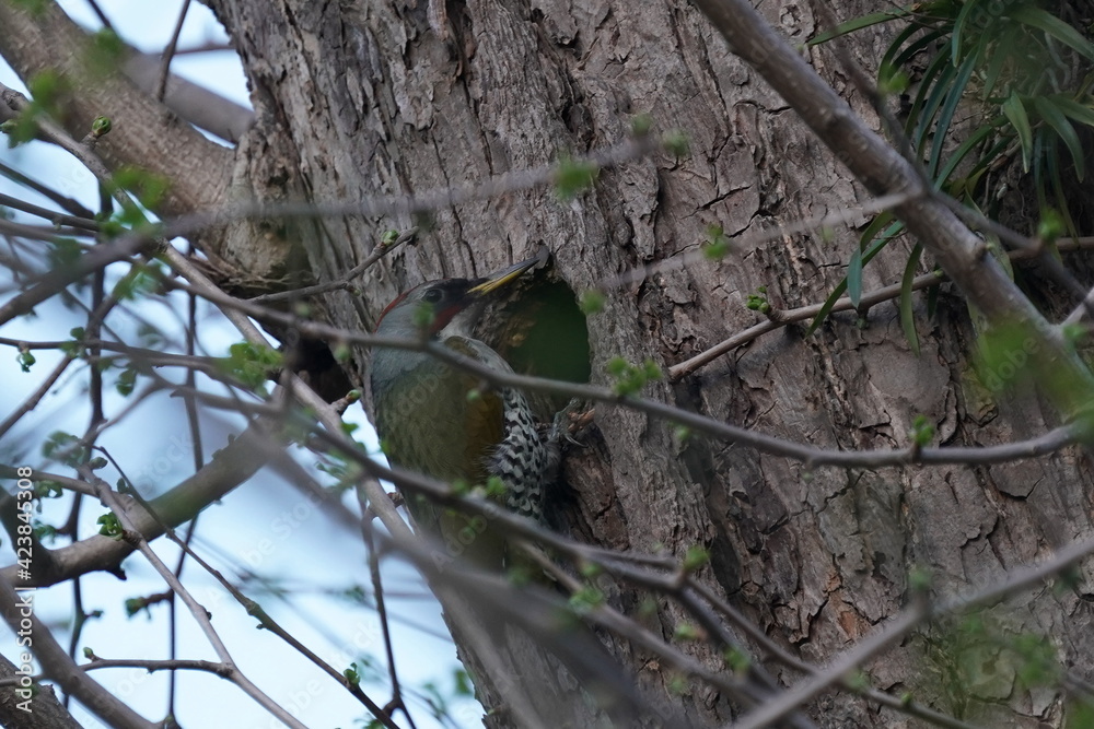 japanese green woodpecker coming home