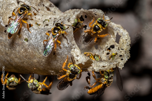 Jatai stingless bee or angelita bee (Tetragonisca angustula) at the wax entrance to their hive in Brazil photo