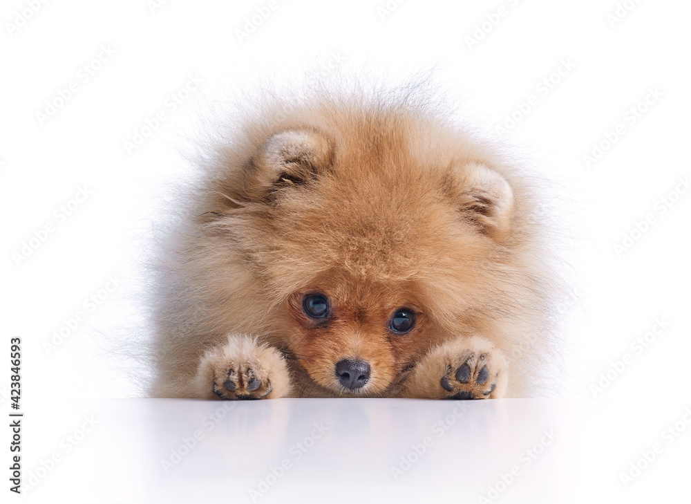 portrait of pomeranian spitz puppy