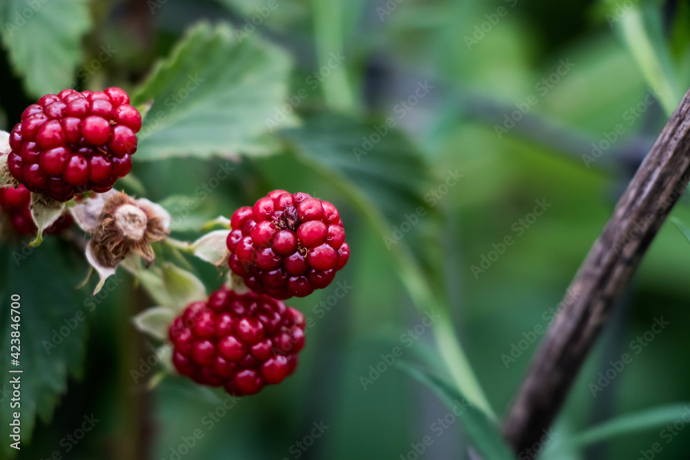 berries of a blackberry berries of a blackberry