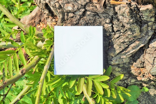 胡桃の木の新芽と白紙のカードのモックアップ