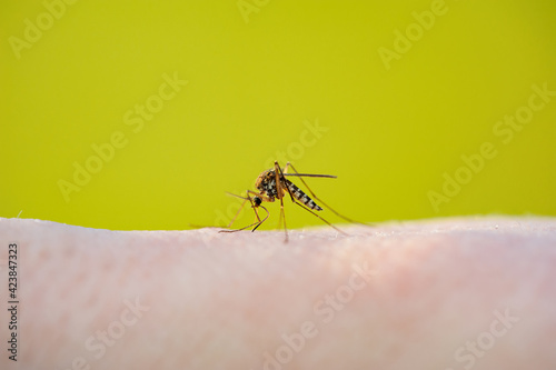 Malaria Infectious Mosquito Bite on Green Background. Leishmaniasis, Encephalitis, Yellow Fever, Dengue, Malaria Disease, Mayaro or Zika Virus Infectious Culex Mosquitoe Parasite Insect Macro.