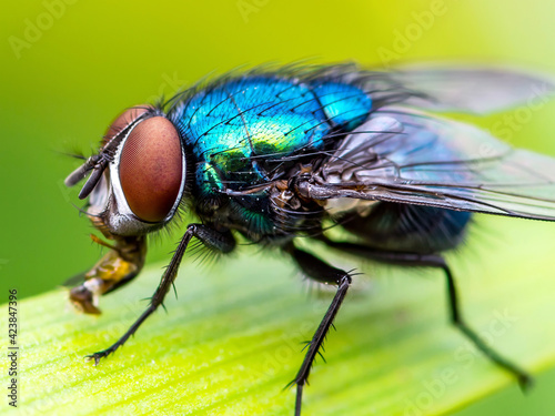 Exotic Drosophila Fruit Fly Diptera Parasite Insect on Plant Leaf Macro © nechaevkon