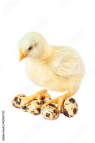 Baby Chicken. Adorable Baby Chick Chicken on White Background Sits on Quail Eggs. Young white hen isolated on white background.