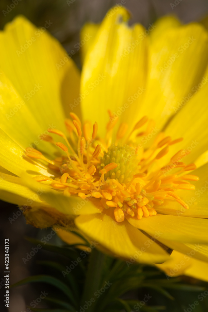 Adonisröschen, Adonis vernalis, Makro