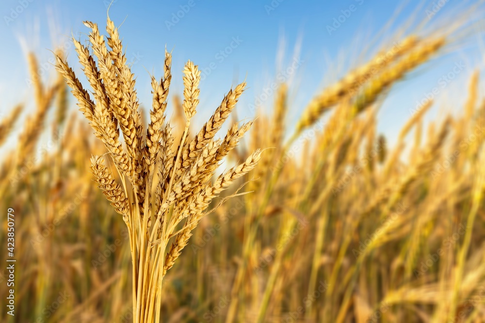 Fototapeta premium Agrarian.