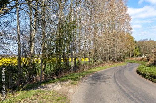 Rapeseed (Brassica napus) flowering adjacent to a road in the East Sussex countryside near Birch Grove