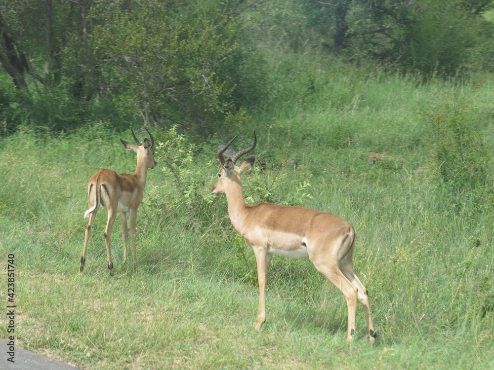 Antelopes at the Kruger Park, Mpumalanga, South Africa. Antelopes at the Kruger Park, Mpumalanga, South Africa.