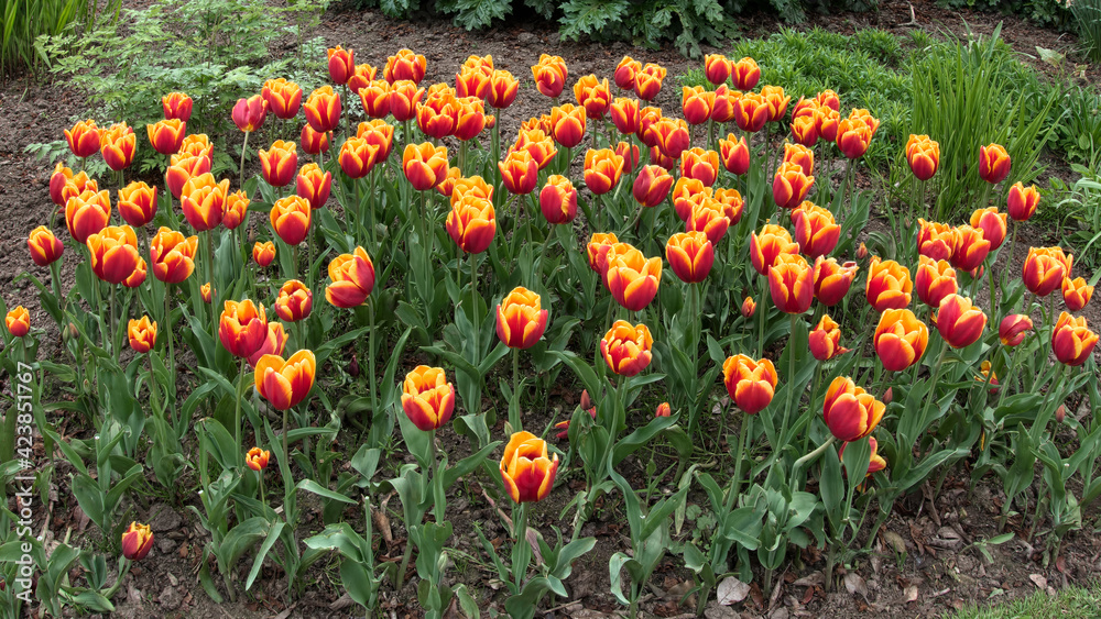 Tulips in Roath Park Cardiff Tulips in Roath Park Cardiff