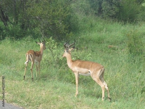 Fototapeta Naklejka Na Ścianę i Meble -  Antelopes at the Kruger Park, Mpumalanga, South Africa.