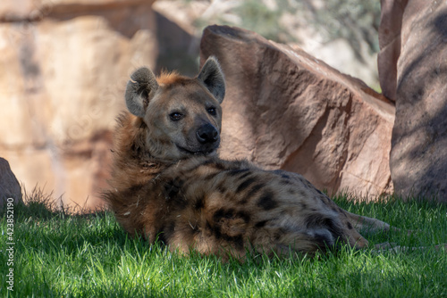 VALENCIA, SPAIN - FEBRUARY 26 : Watchful Hyena at the Bioparc in Valencia Spain on February 26, 2019 photo