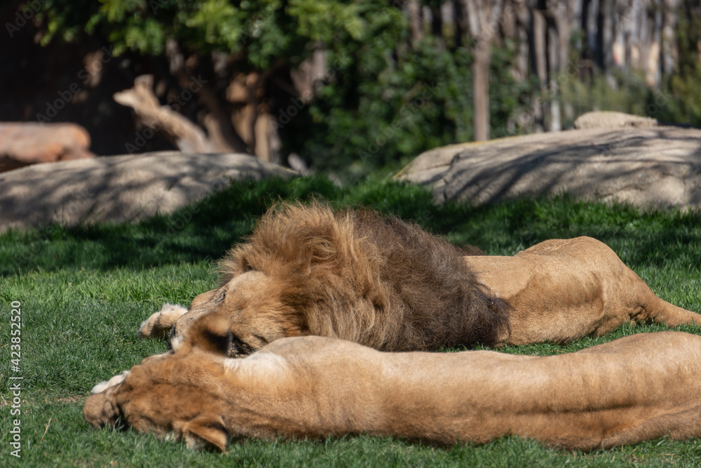 Fototapeta premium VALENCIA, SPAIN - FEBRUARY 26 : VALENCIA, SPAIN - FEBRUARY 26 : African Lions sleeping at the Bioparc in Valencia Spain on February 26, 2019