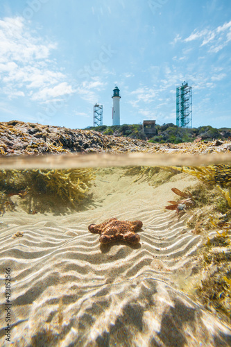 An underwater view into the rockpools below the Lighthouse on Shortlands Bluff at Queenscliff photo