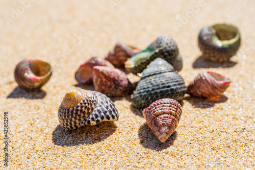 Close up of a collection of small conical shells lying on a beach photo
