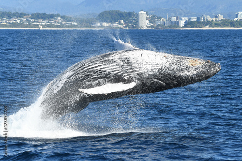 Whale landing back into water during breaching. photo