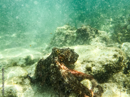 Octopus moving away from camera underwater in green toned ocean photo