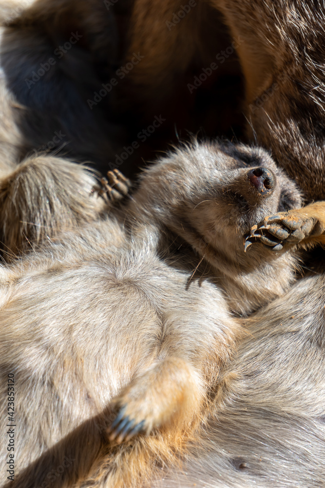 VALENCIA, SPAIN - FEBRUARY 26 : Meerkats at the Bioparc in Valencia Spain on February 26, 2019 VALENCIA, SPAIN - FEBRUARY 26 : Meerkats at the Bioparc in Valencia Spain on February 26, 2019
