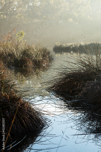 reedy grasses in misty wetlands photo