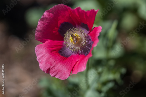 Common Poppy close-up