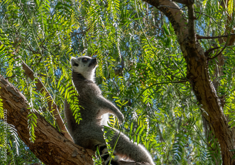 Fototapeta premium VALENCIA, SPAIN - FEBRUARY 26 : Ring Tailed Lemur at the Bioparc in Valencia Spain on February 26, 2019