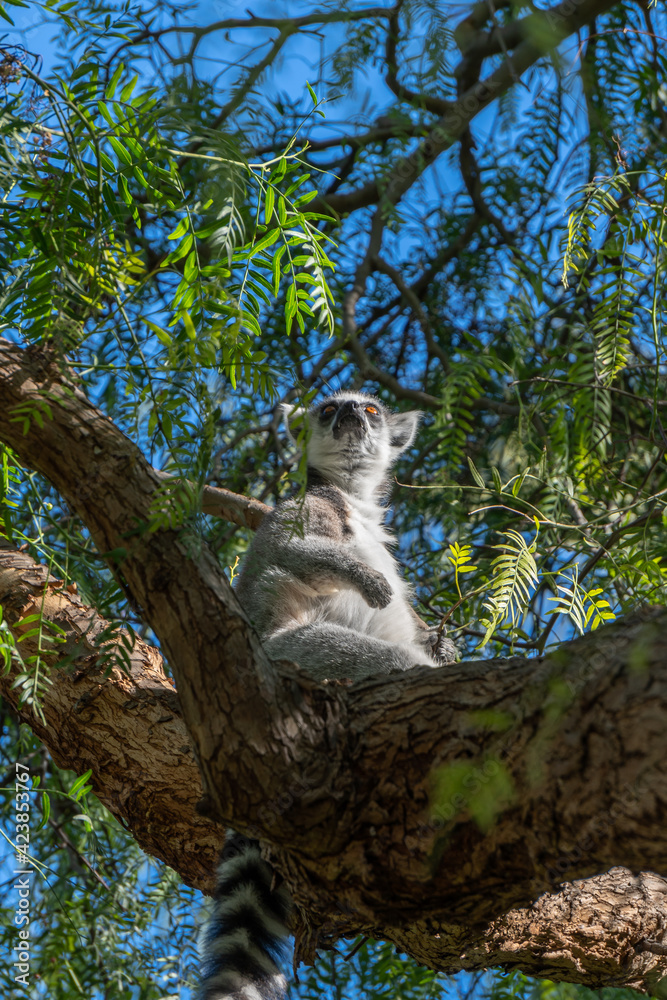 Fototapeta premium VALENCIA, SPAIN - FEBRUARY 26 : Ring Tailed Lemur at the Bioparc in Valencia Spain on February 26, 2019