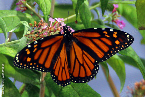 monarch butterfly on a flower