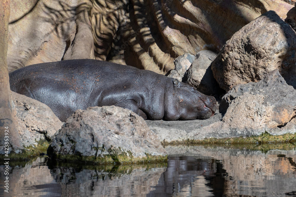 Fototapeta premium VALENCIA, SPAIN - FEBRUARY 26 : Hippopotamuse at the Bioparc in Valencia Spain on February 26, 2019