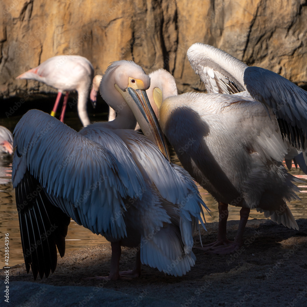 Obraz premium VALENCIA, SPAIN - FEBRUARY 26 : Pink Backed Pelicans and Flamingos at the Bioparc in Valencia Spain on February 26, 2019