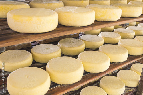 Rounded cheese on storage shelves, in the ripening process. 