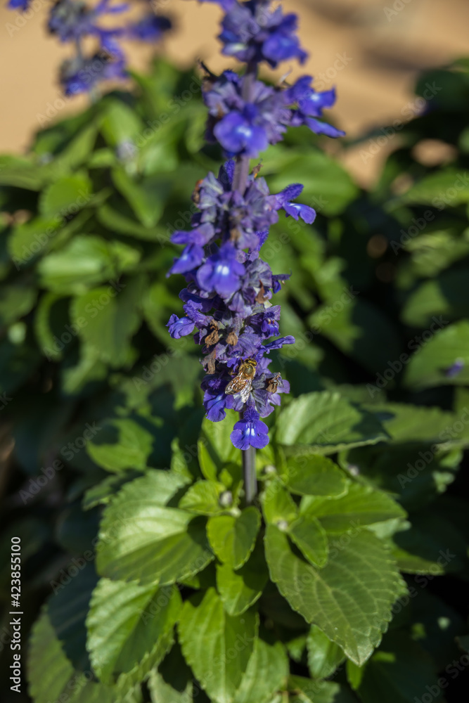 Bee collecting pollen on tall purple flowers Bee collecting pollen on tall purple flowers