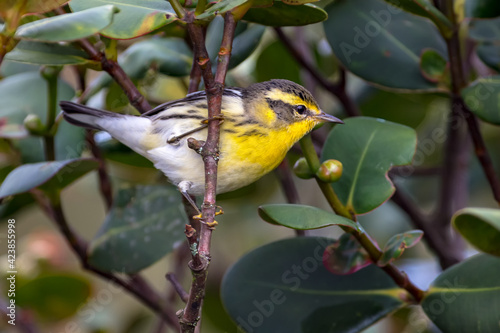 Blackburnian warbler searching food on the tree photo