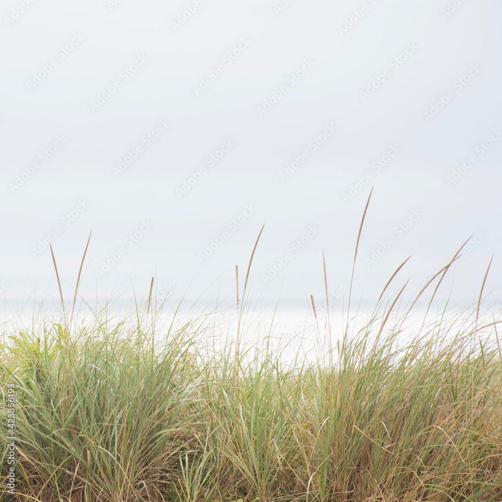 Grass on dunes