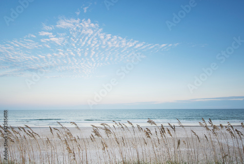 USA, North Carolina, Tall grass on beach