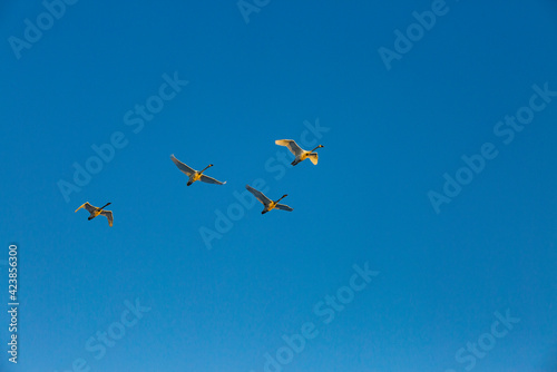 Trumpeter swans (Cygnus buccinator) flying against blue sky photo