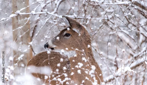 Fototapeta Bardzo blisko sarna zima.