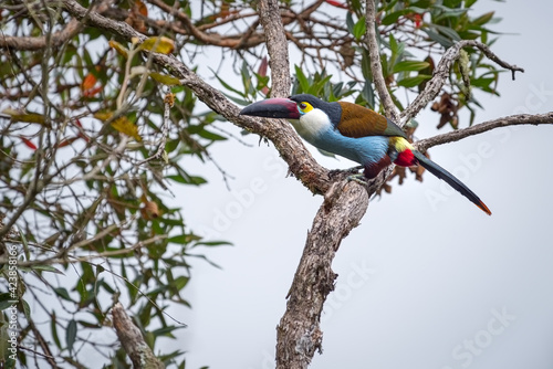 Colorful Black-billed Mountain-toucan (Andigena nigrirostris) perched on top of a tree photo