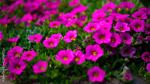 Flowerbed of Petunias in East Grinstead