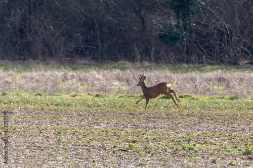 Fototapeta Naklejka Na Ścianę i Meble -  Red Deer (Cervus elaphus) in a field near East Grinstead
