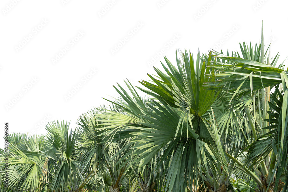 Palm leaves, green palm leaves, isolated on white background, Palm leaves, green palm leaves, isolated on white background,