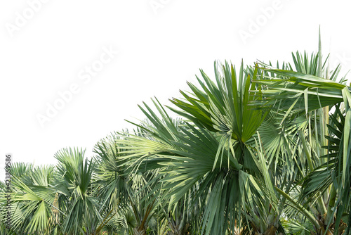 Palm leaves  green palm leaves  isolated on white background 