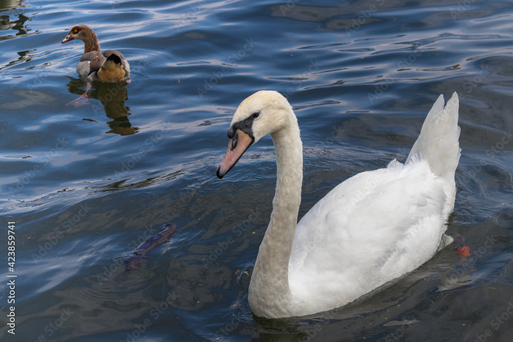 Mute Swan and Egyptian Goose on the River Thames at Windsor