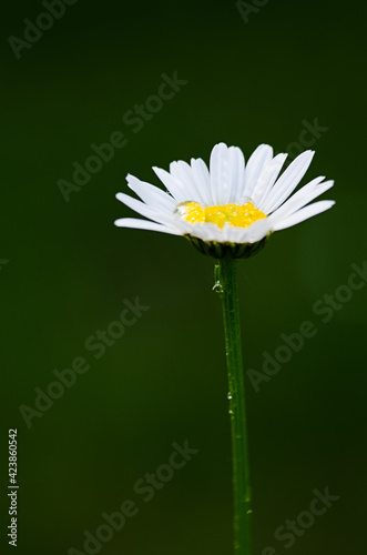 Beautiful fresh daisies bloom outdoors in the field