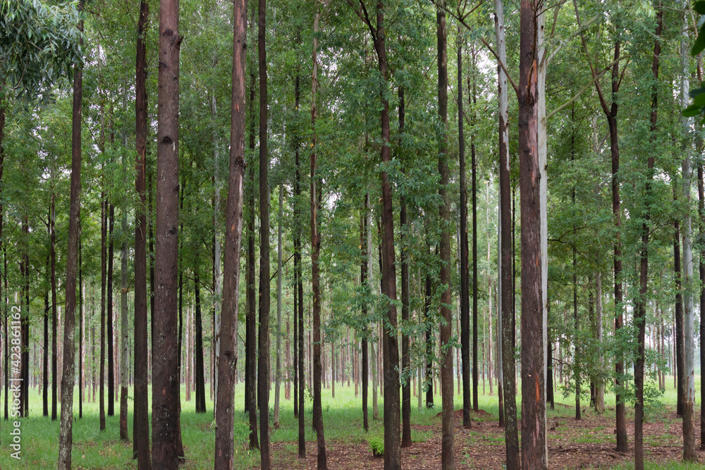 Fototapeta premium trees in the forest