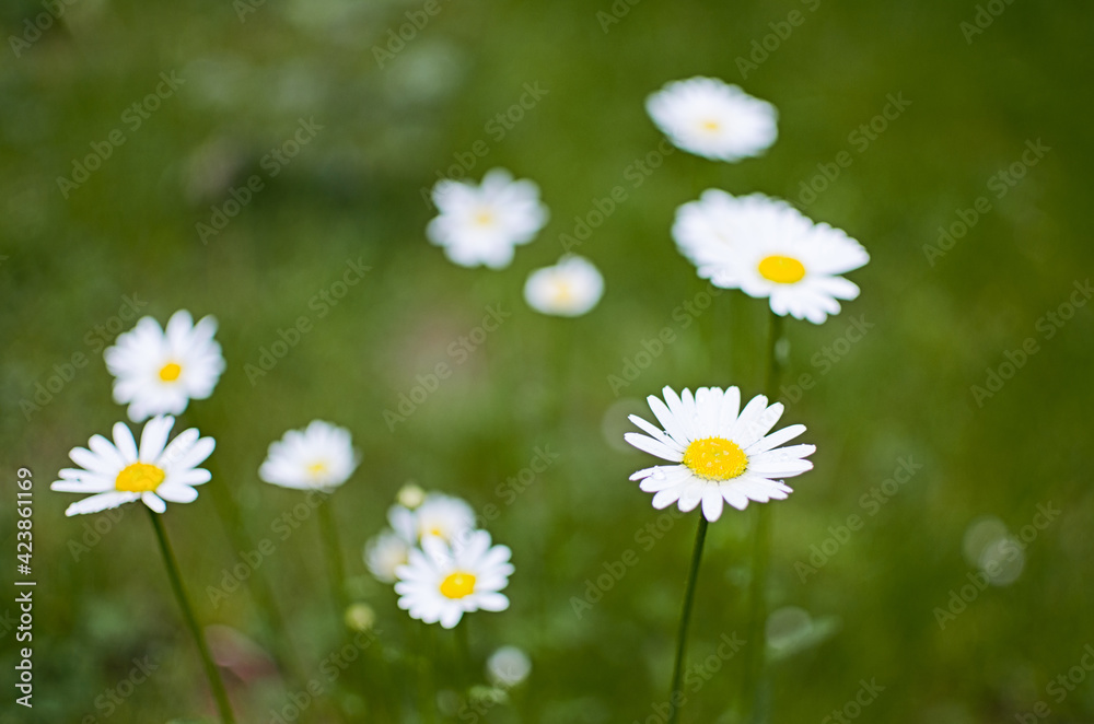 Beautiful fresh daisies bloom outdoors in the field Beautiful fresh daisies bloom outdoors in the field