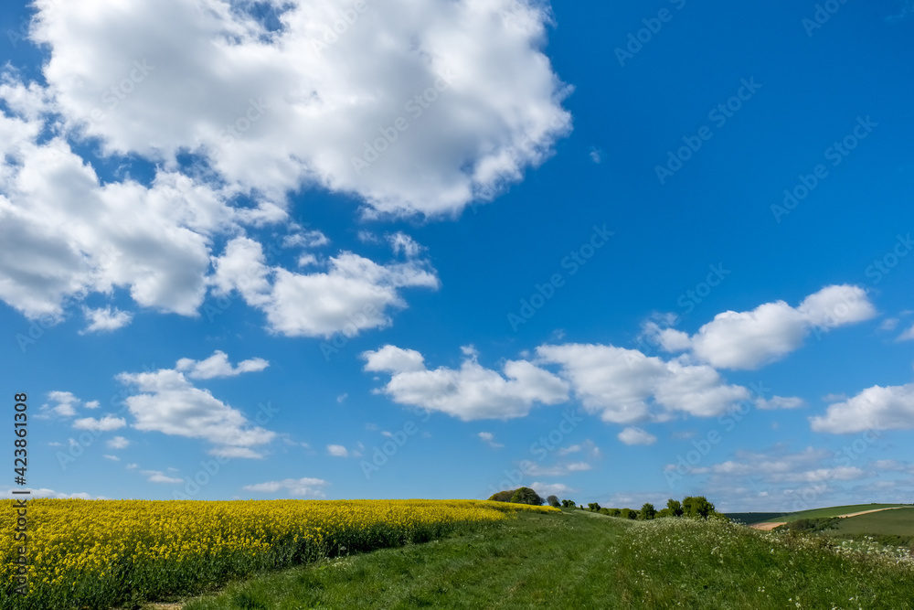 Rapeseed in the Rolling Sussex Countryside