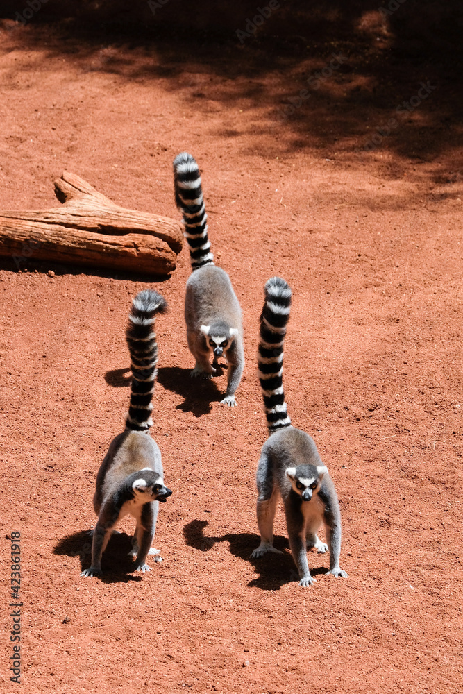 Fototapeta premium FUENGIROLA, ANDALUCIA/SPAIN - JULY 4 : Ring-tailed Lemurs (Lemur catta) at the Bioparc in Fuengirola Costa del Sol Spain on July 4, 2017